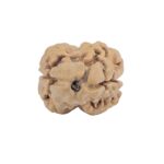 2 Mukhi Rudraksha 23mm 1.86gm - Rudraksha