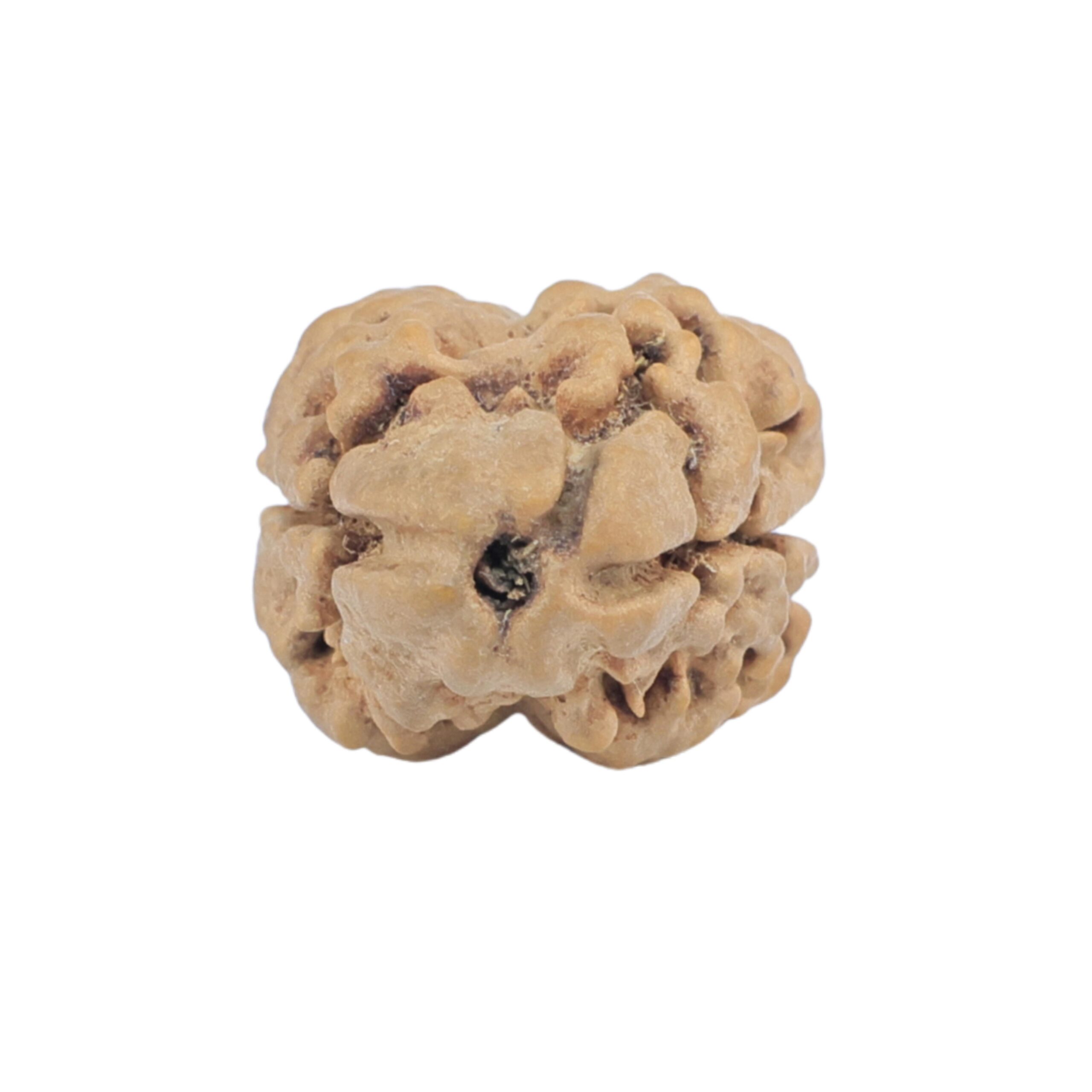 2 Mukhi Rudraksha 23mm 1.86gm - Rudraksha