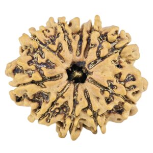 10 Mukhi Rudraksha 25.9mm 3.21gm - Rudraksha