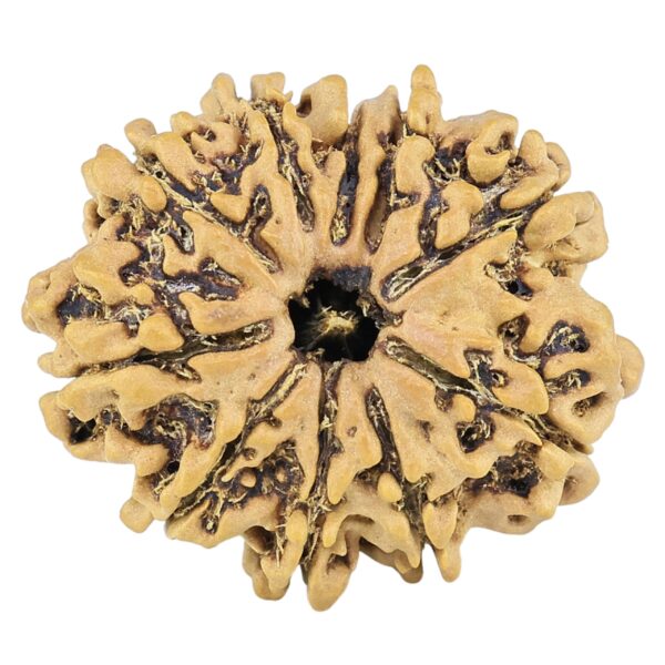 10 Mukhi Rudraksha 25.9mm 3.21gm - Rudraksha