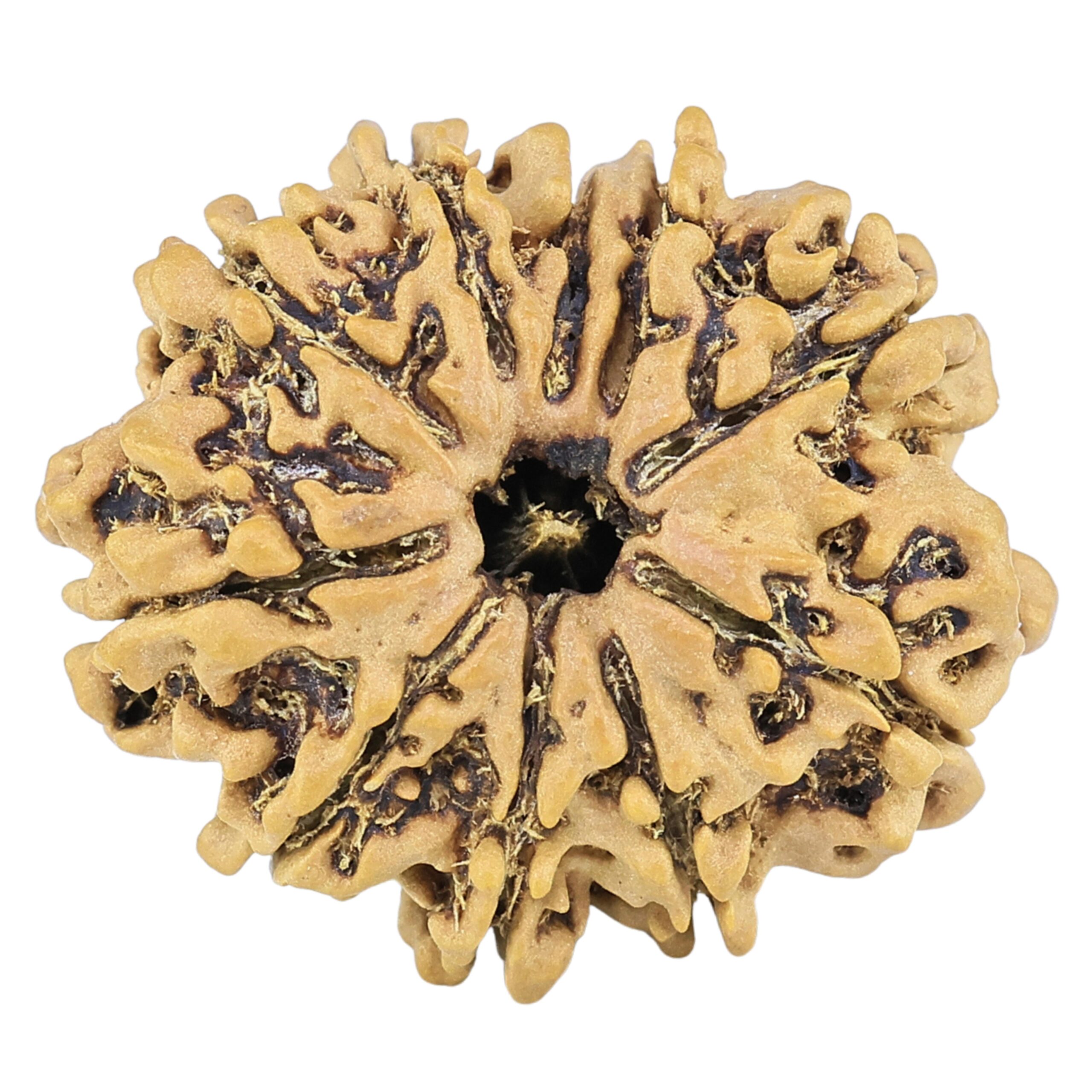 10 Mukhi Rudraksha 25.9mm 3.21gm - Rudraksha