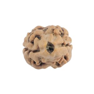 2 Mukhi Rudraksha 19.8mm 1.33gm - Rudraksha