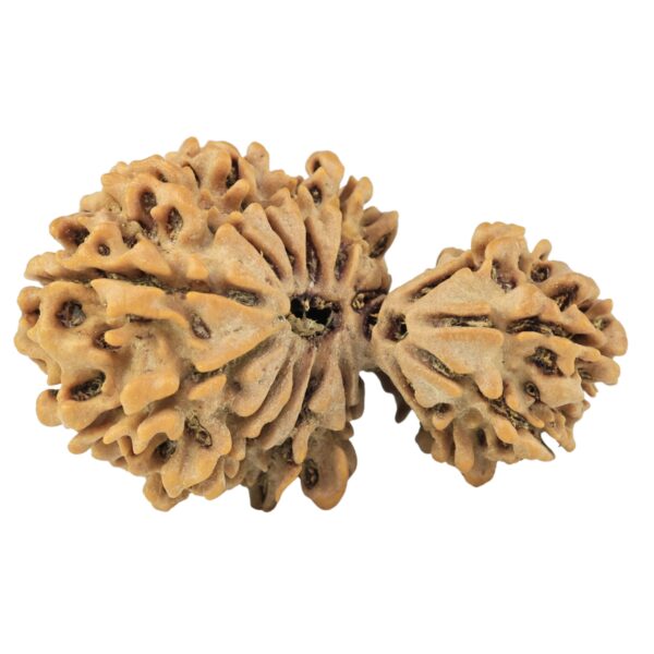 15 Mukhi Garbh Gauri 34.6mm 4.42gm - Rudraksha