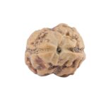 2 Mukhi Rudraksha 21.6mm 1.6gm - Rudraksha