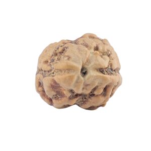2 Mukhi Rudraksha 21.6mm 1.6gm - Rudraksha