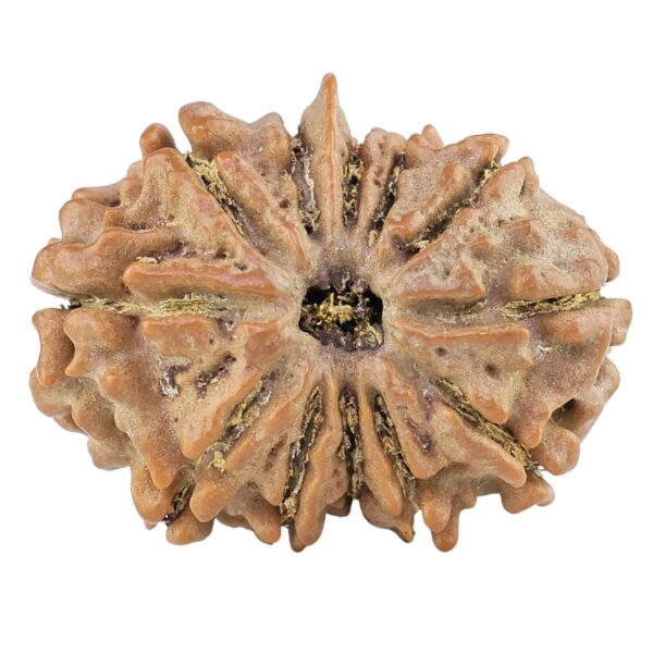 12 Mukhi Ganesh 25.4mm 3.47gm - Rudraksha