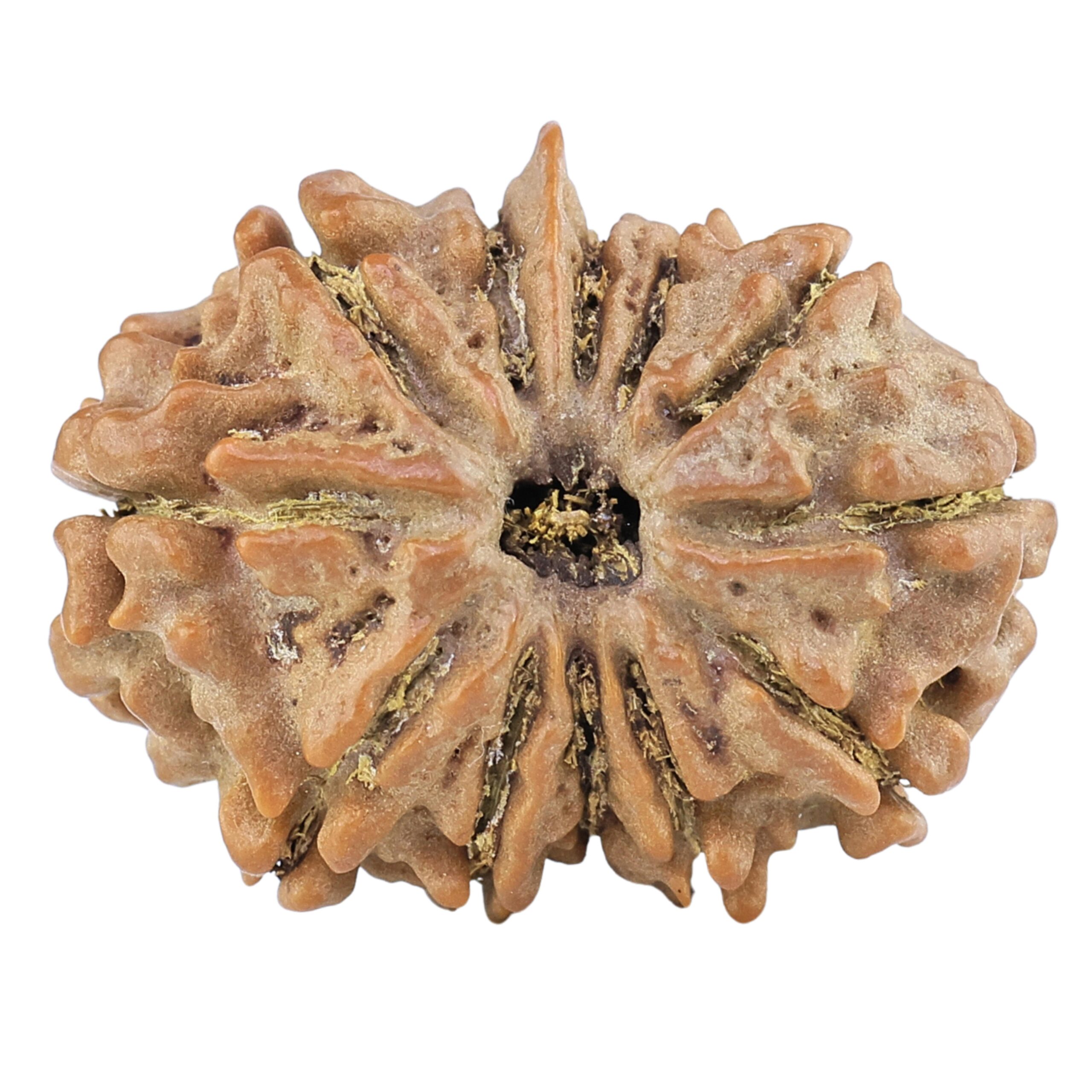 12 Mukhi Ganesh 25.4mm 3.47gm - Rudraksha