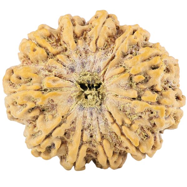 11 Mukhi Rudraksha 32mm 7.17gm - Rudraksha