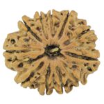11 Mukhi Rudraksha 25mm 3.35gm - Rudraksha