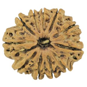 11 Mukhi Rudraksha 25mm 3.35gm - Rudraksha