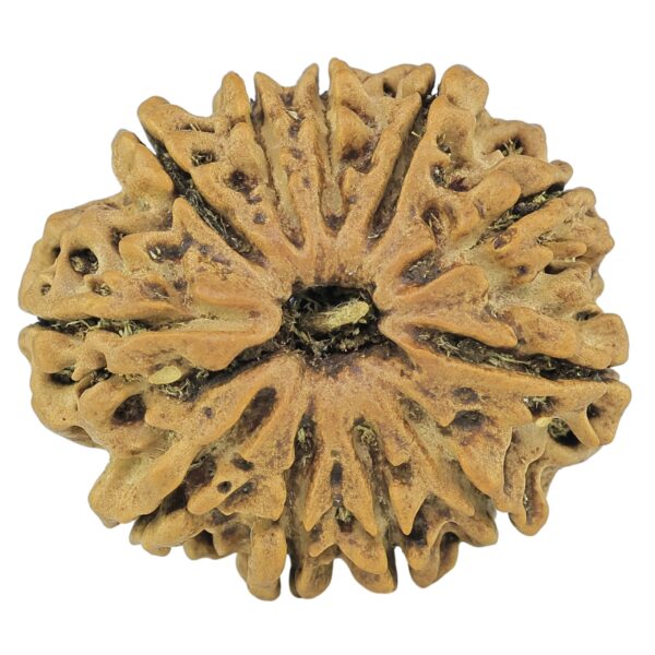 11 Mukhi Rudraksha 25mm 3.35gm - Rudraksha