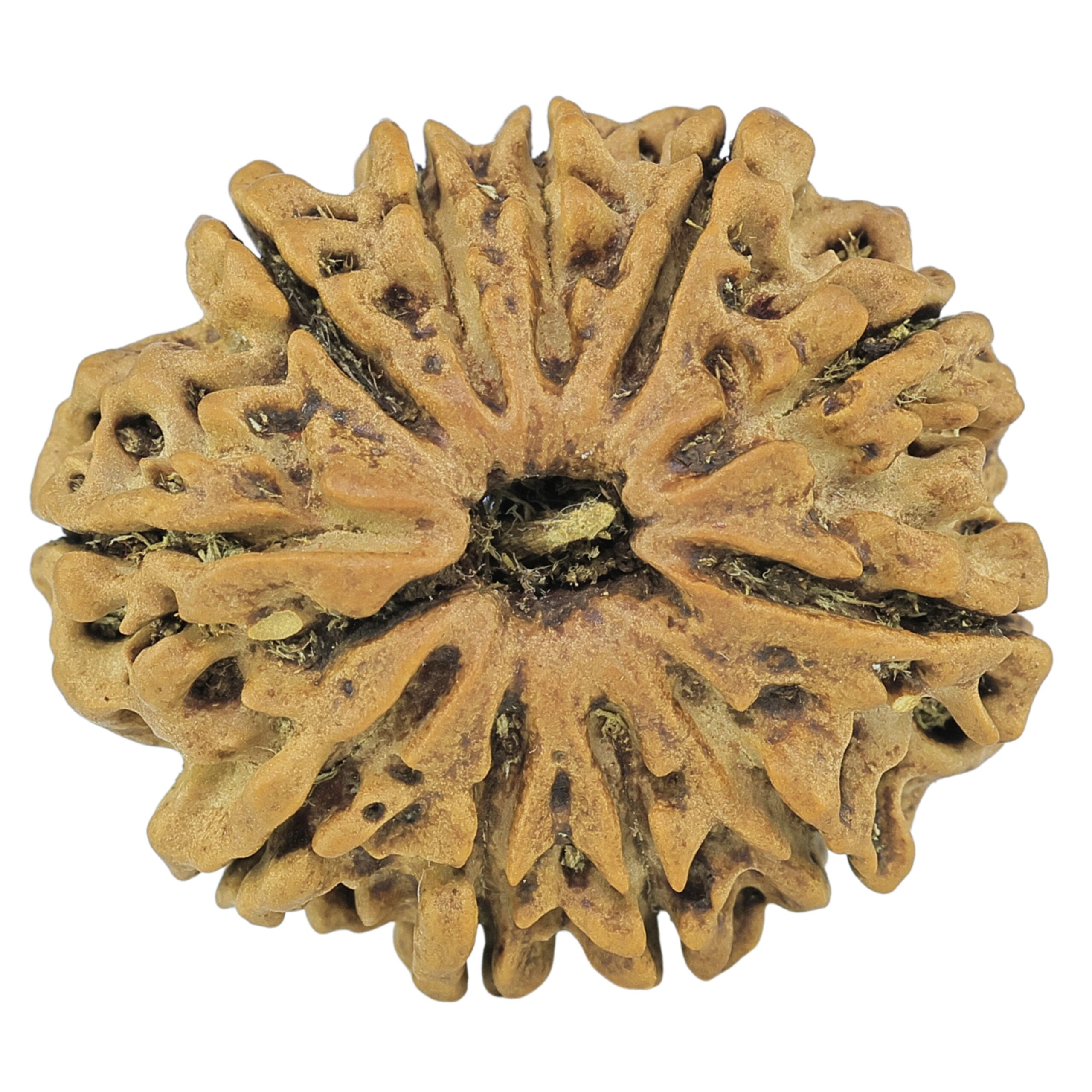 11 Mukhi Rudraksha 25mm 3.35gm - Rudraksha