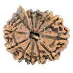 12 Mukhi Ganesh 25.5mm 3.73gm - Rudraksha