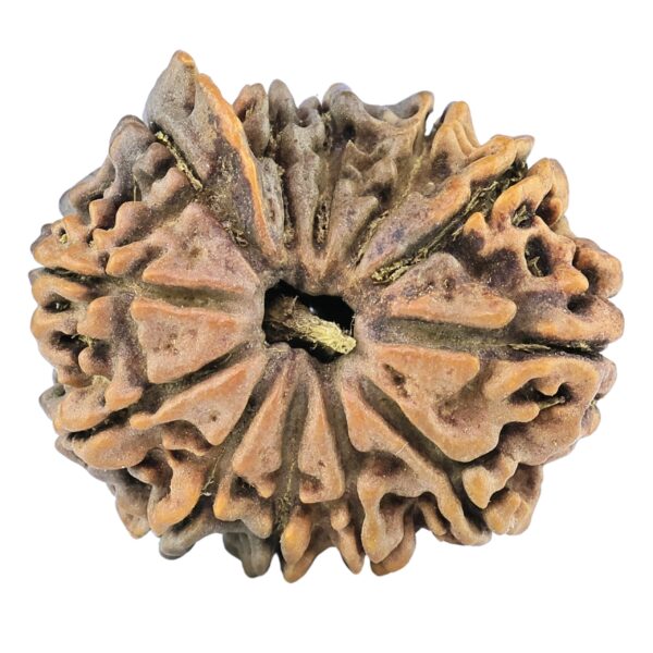 12 Mukhi Ganesh 25.5mm 3.73gm - Rudraksha