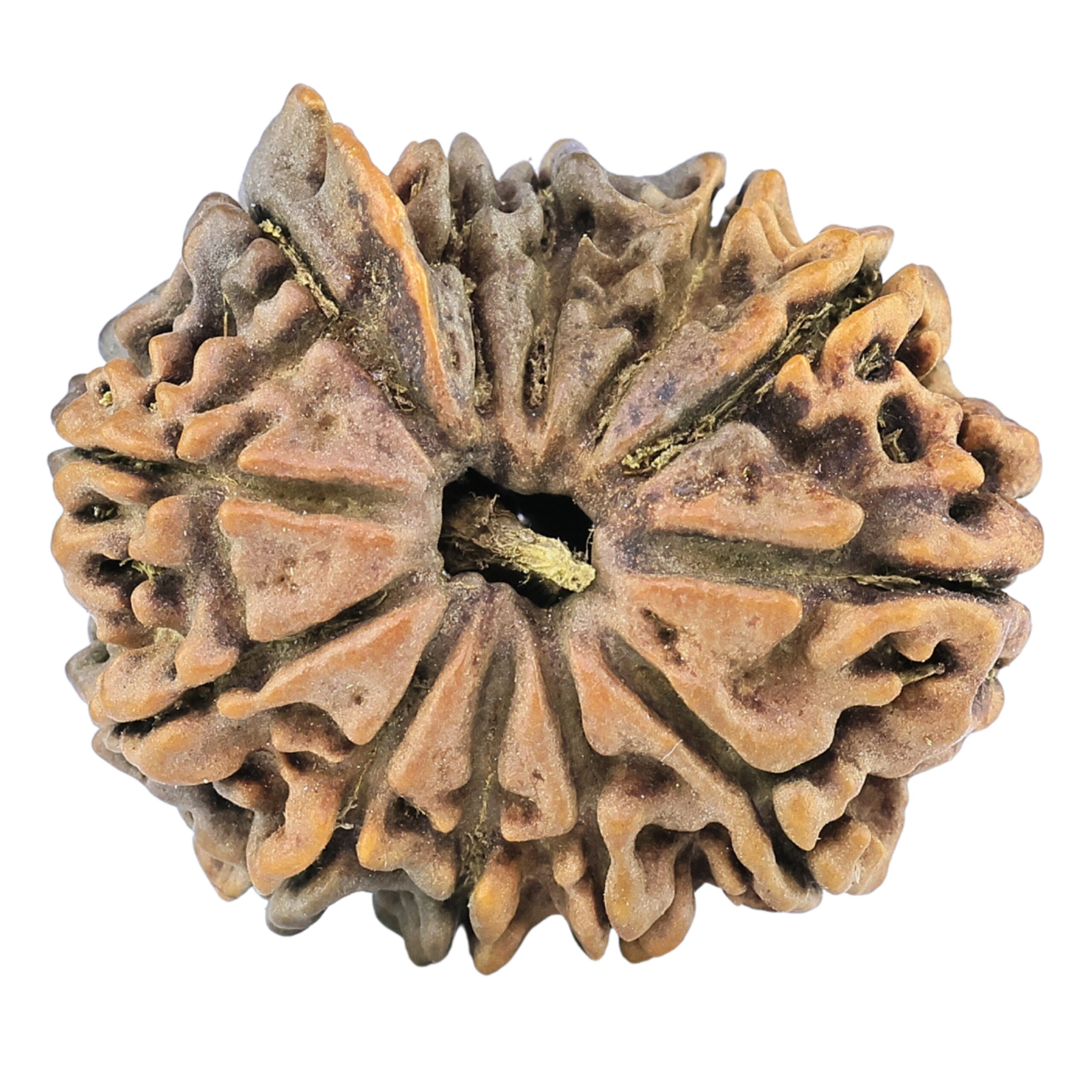 12 Mukhi Ganesh 25.5mm 3.73gm - Rudraksha