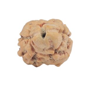 2 Mukhi Rudraksha 24.5mm 1.44gm - Rudraksha