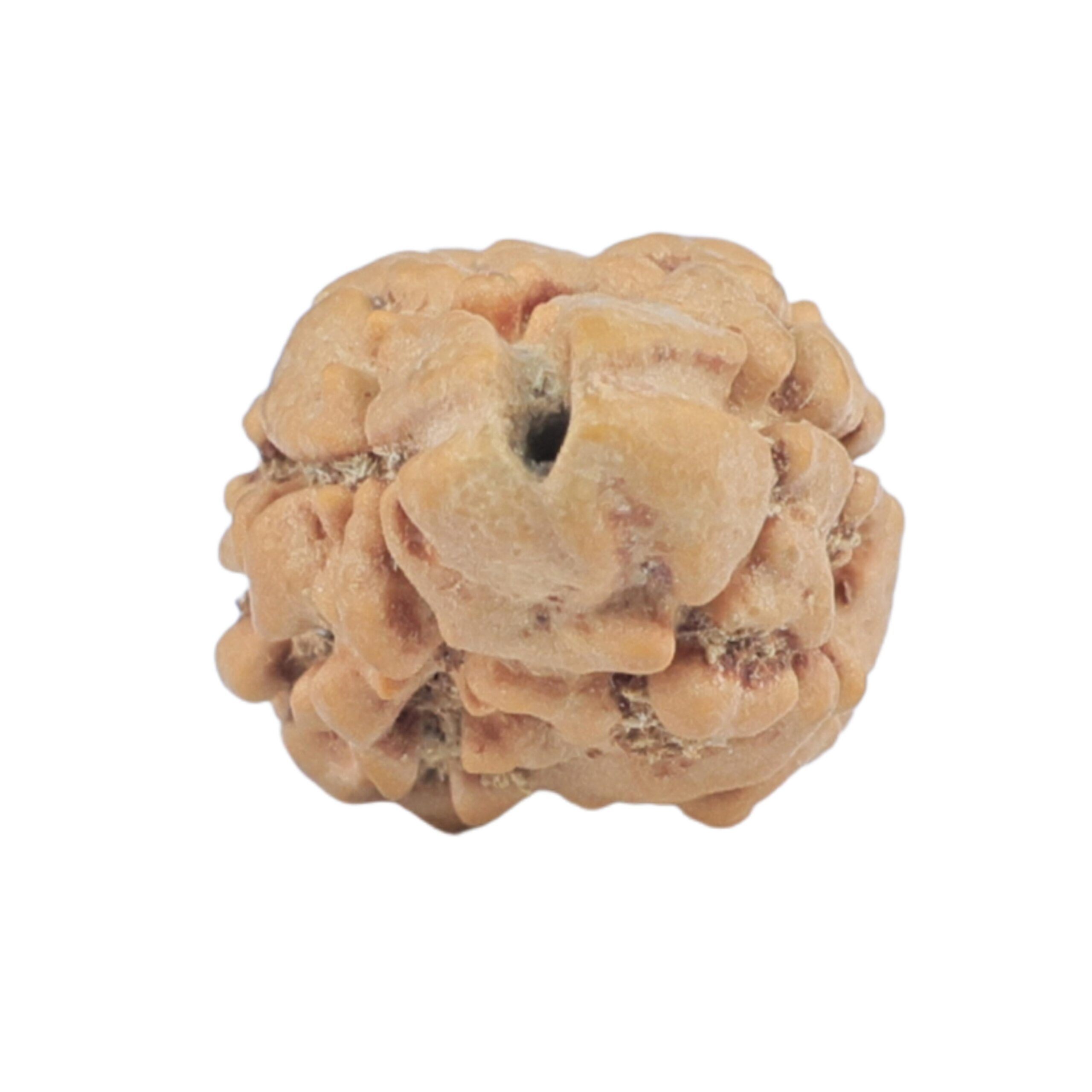 2 Mukhi Rudraksha 24.5mm 1.44gm - Rudraksha