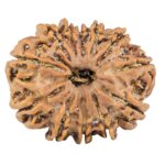 12 Mukhi Rudraksha 26.6mm 4.48gm - Rudraksha