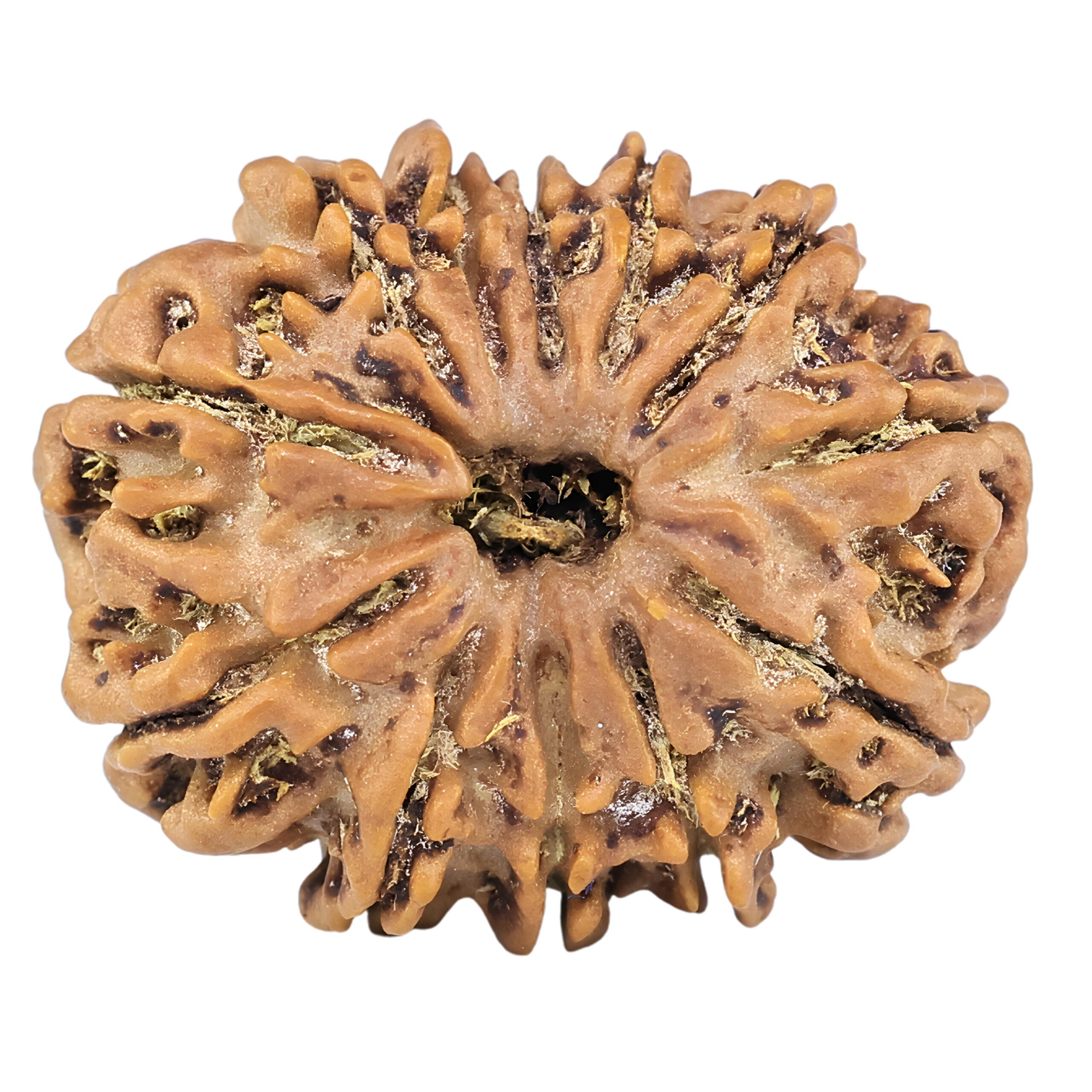12 Mukhi Rudraksha 26.6mm 4.48gm - Rudraksha