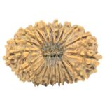 21 Mukhi Rudraksha 30.3mm 4.11gm - Origin: Nepal - Rudraksha