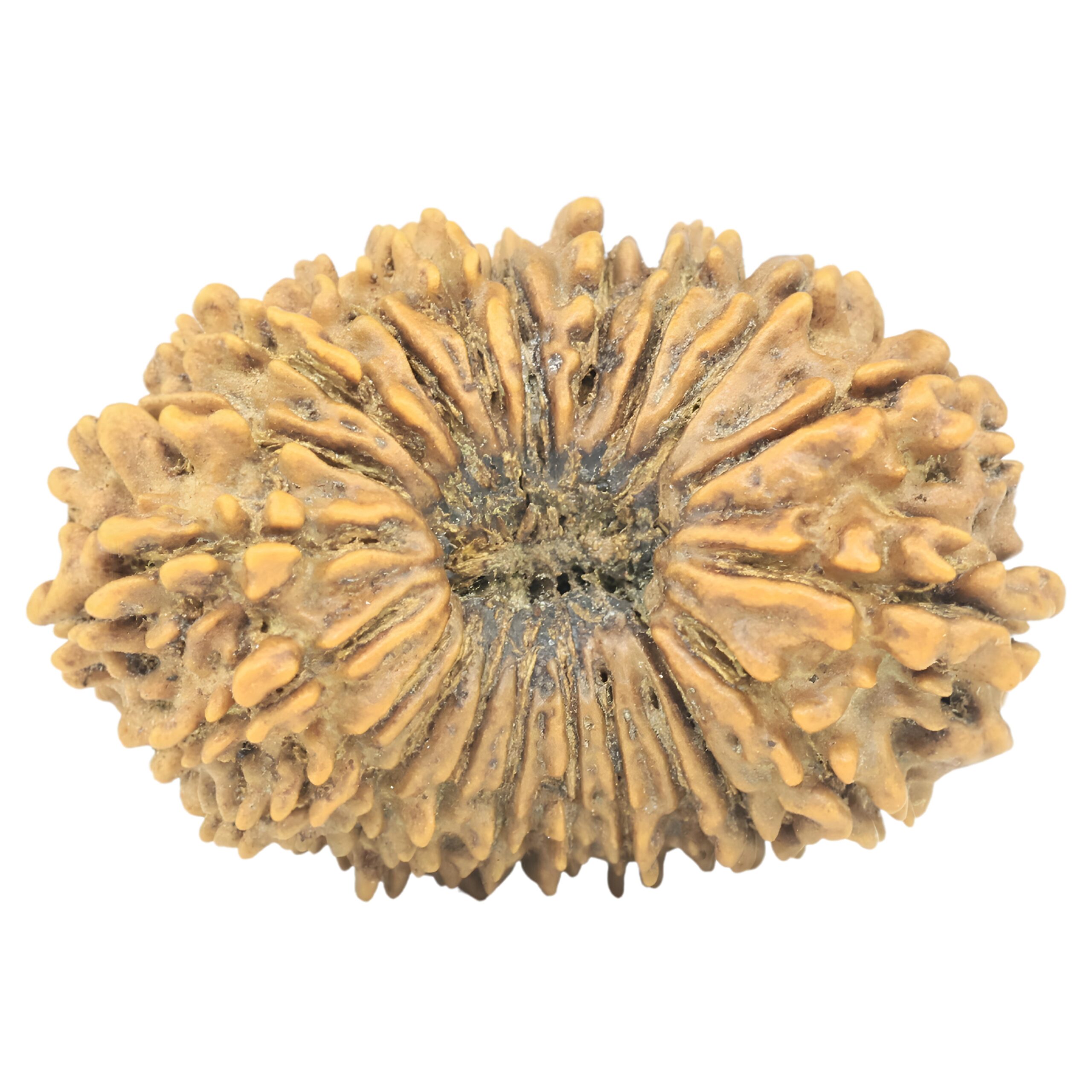 21 Mukhi Rudraksha 30.3mm 4.11gm - Origin: Nepal - Rudraksha