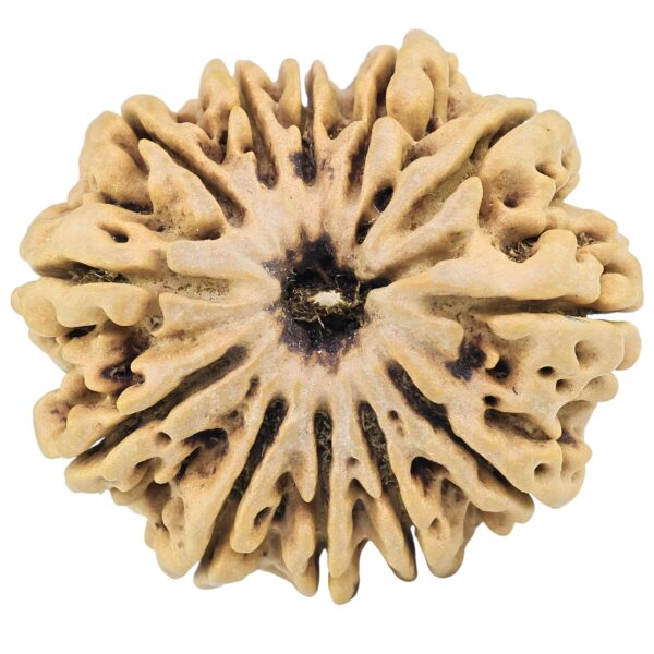 12 Mukhi Rudraksha 32.4mm 7.98gm - Rudraksha