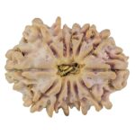 12 Mukhi Rudraksha 23.6mm 2.93gm - Rudraksha
