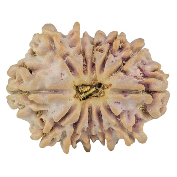 12 Mukhi Rudraksha 23.6mm 2.93gm - Rudraksha