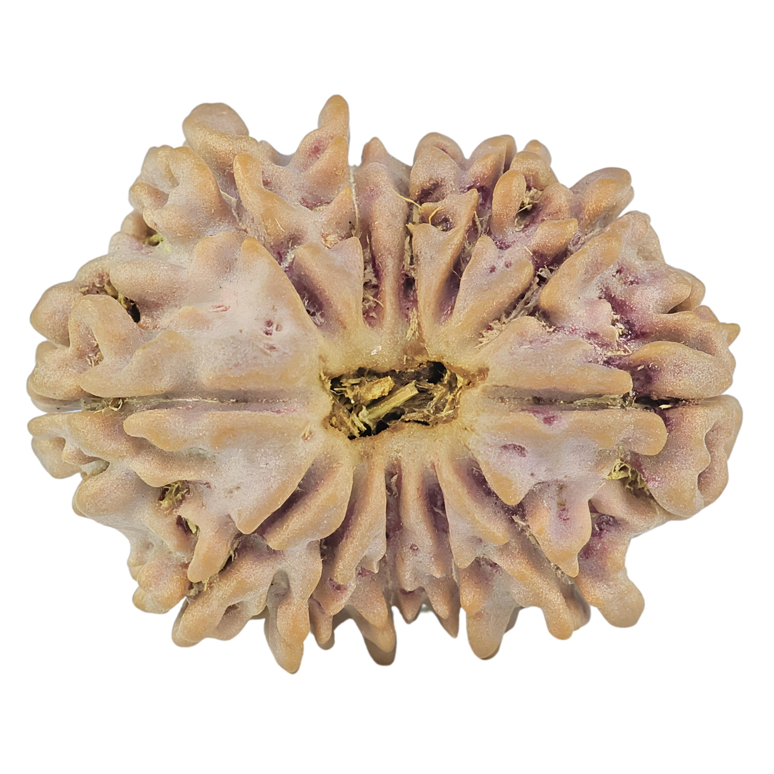 12 Mukhi Rudraksha 23.6mm 2.93gm - Rudraksha
