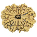 11 Mukhi Rudraksha 26.5mm 3.45gm - Rudraksha