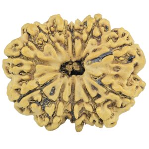 11 Mukhi Rudraksha 26.5mm 3.45gm - Rudraksha