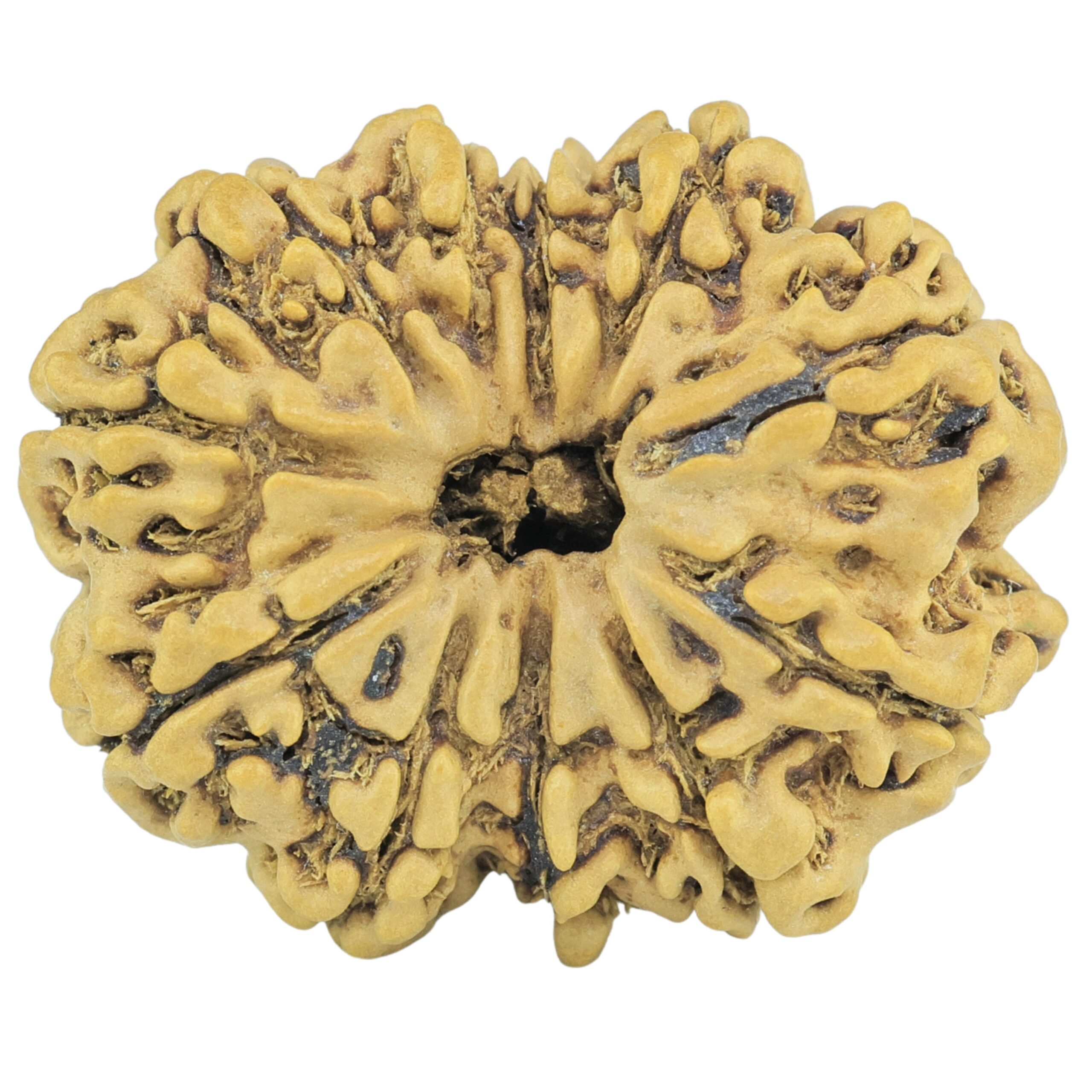 11 Mukhi Rudraksha 26.5mm 3.45gm - Rudraksha