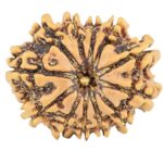 12 Mukhi Rudraksha 25.1mm 3.15gm - Rudraksha
