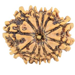 12 Mukhi Rudraksha 25.1mm 3.15gm - Rudraksha