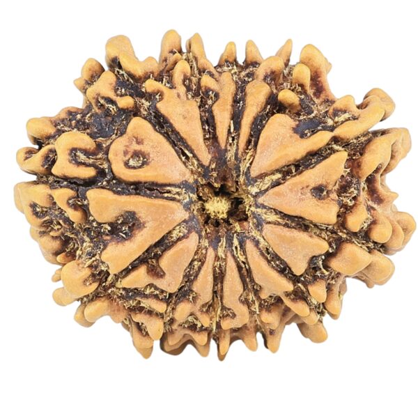 12 Mukhi Rudraksha 25.1mm 3.15gm - Rudraksha