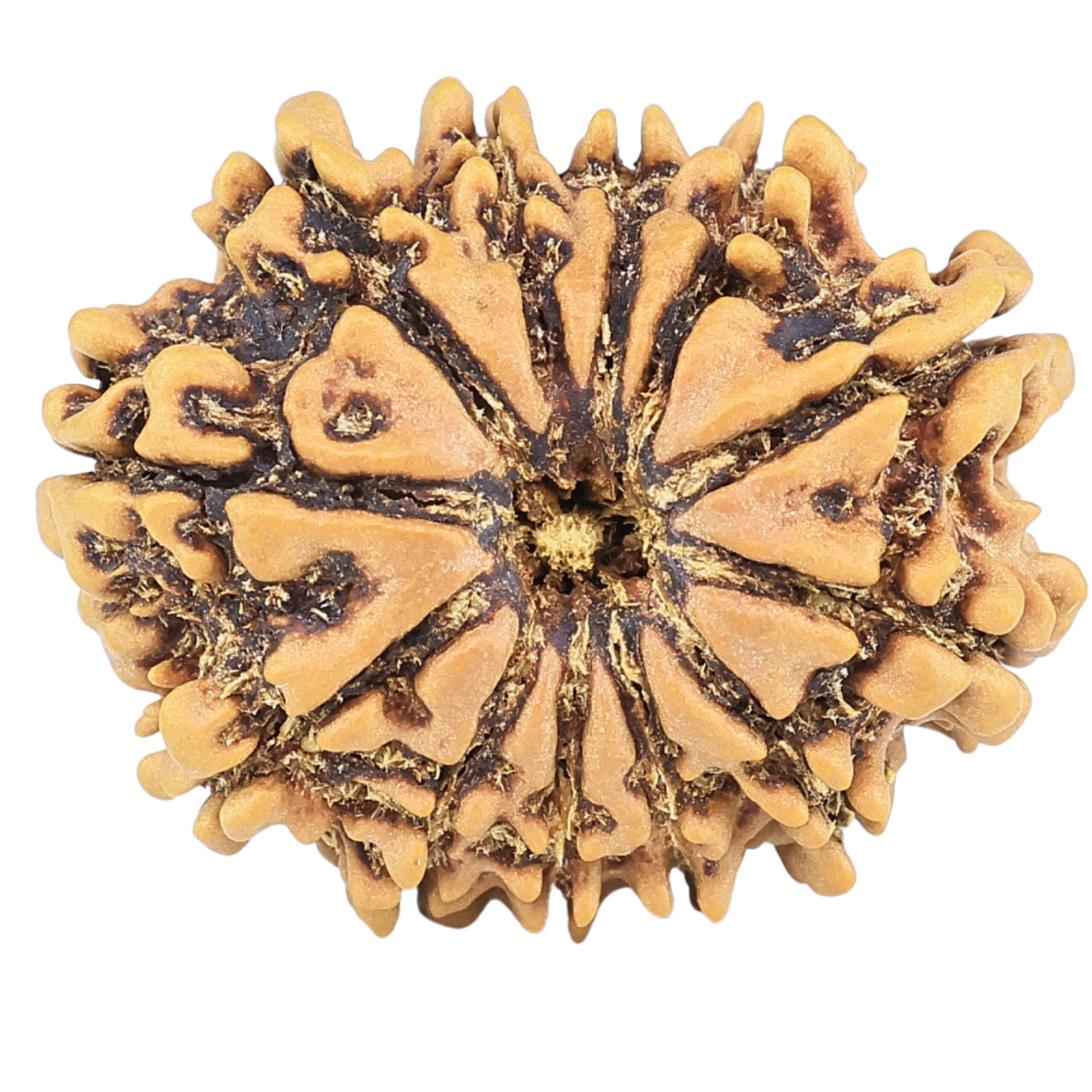 12 Mukhi Rudraksha 25.1mm 3.15gm - Rudraksha