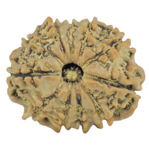 11 Mukhi Rudraksha 21.7mm 2.71gm - Rudraksha