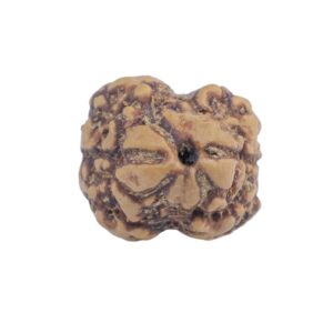 2 Mukhi Rudraksha 19.3mm 1.46gm - Rudraksha