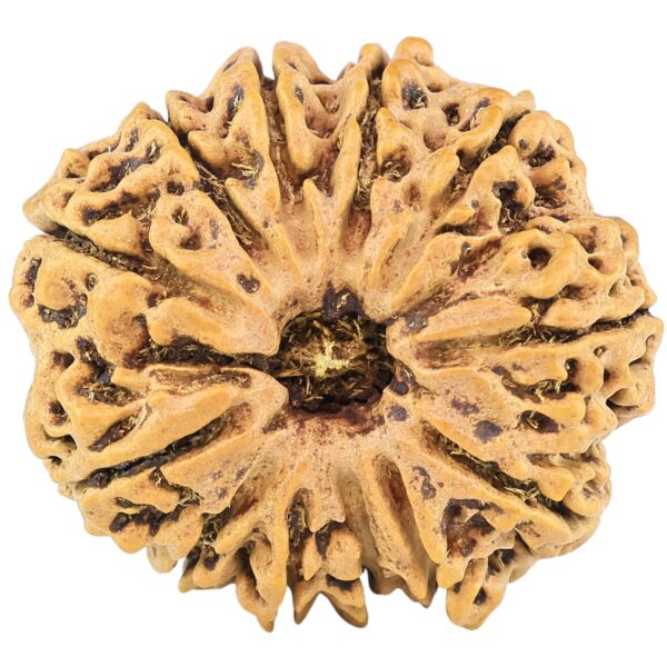 12 Mukhi Rudraksha 27.4mm 4.69gm - Rudraksha