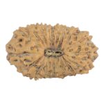 19 Mukhi Rudraksha 20mm 1.51gm - Origin: Indonesia - Rudraksha