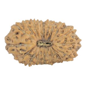 19 Mukhi Rudraksha 20mm 1.51gm - Origin: Indonesia - Rudraksha