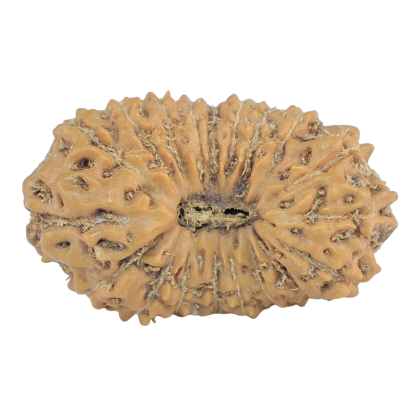 19 Mukhi Rudraksha 20mm 1.51gm - Origin: Indonesia - Rudraksha