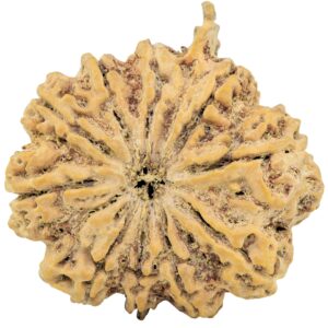 10 Mukhi Ganesh 38.2mm 10.99gm - Rudraksha