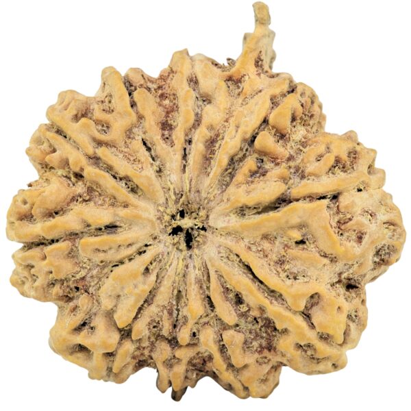 10 Mukhi Ganesh 38.2mm 10.99gm - Rudraksha