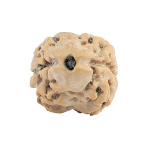 2 Mukhi Rudraksha 19.1mm 0.96gm - Rudraksha