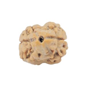 2 Mukhi Rudraksha 18.9mm 1.66gm - Rudraksha