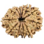 12 Mukhi Rudraksha 27.1mm 3.9gm - Rudraksha