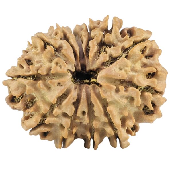 12 Mukhi Rudraksha 27.1mm 3.9gm - Rudraksha