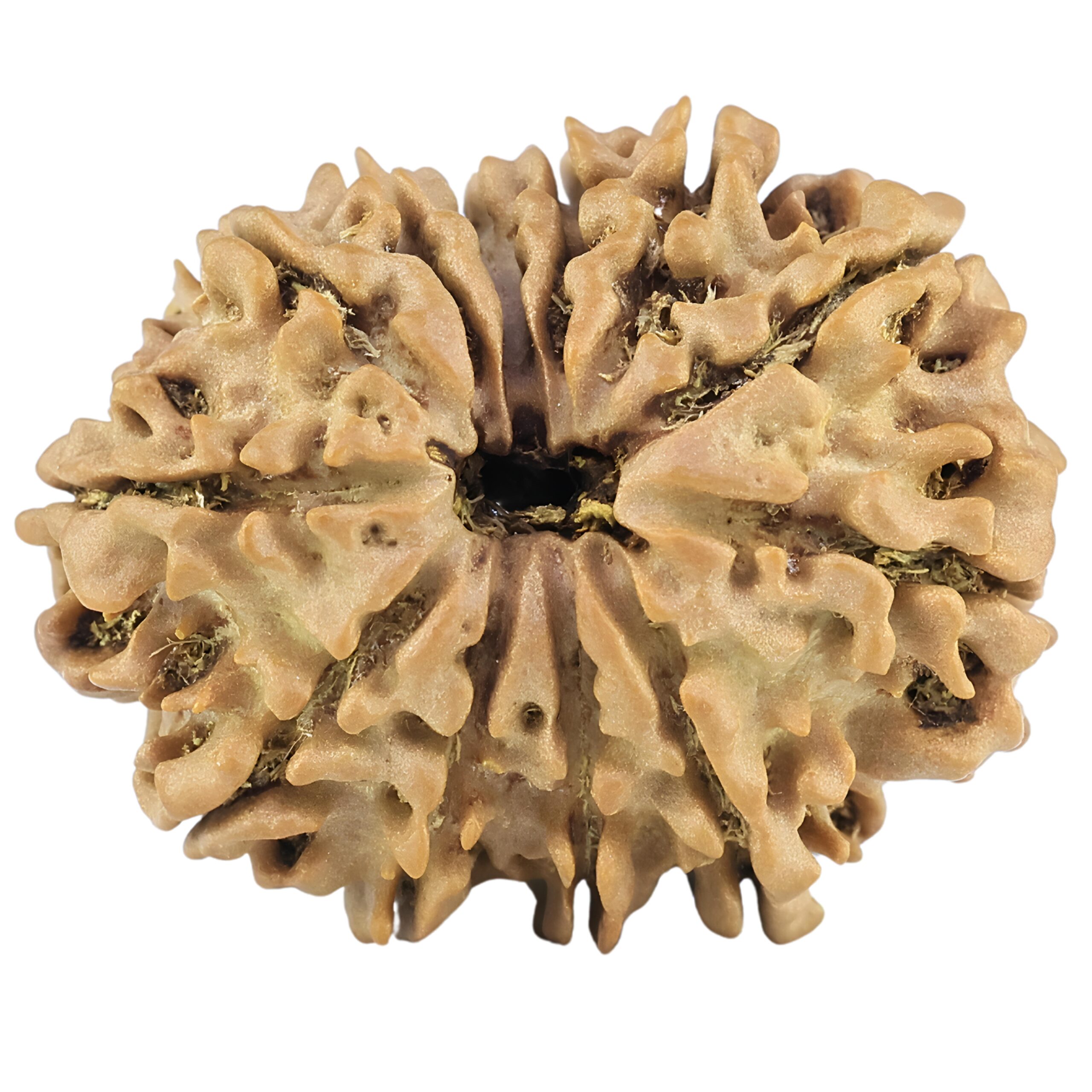 12 Mukhi Rudraksha 27.1mm 3.9gm - Rudraksha