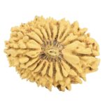 19 Mukhi Rudraksha 32mm 4.07gm - Rudraksha